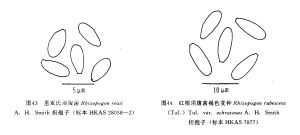 紅根須腹菌褐色變種