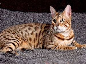 Leopard Cat