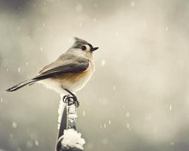 雪候鳥[生活在寒冷區域的候鳥]