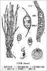 （圖）蕨類植物
