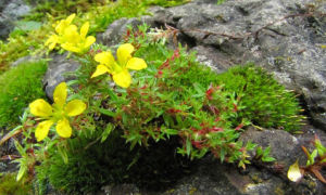 線莖虎耳草