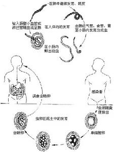 人體寄生蟲學