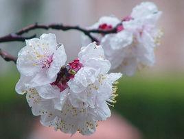 蝶戀花·春到臨春花正嫵