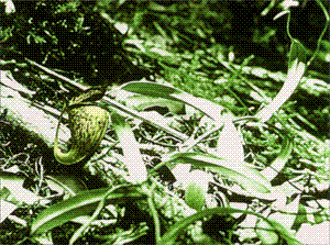 威廉·梅哲在1957年拍攝的細豬籠草的照片