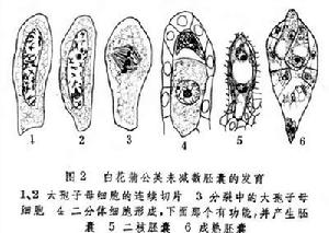 無融合生殖