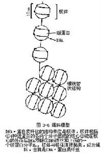 繩珠模型