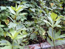 附子[毛茛科烏頭屬植物]