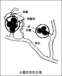 真菌界