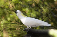 葵花鳳頭鸚鵡指名亞種