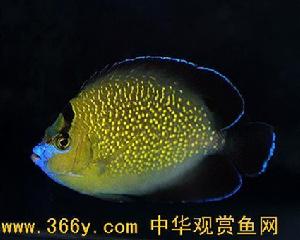 金雪魚