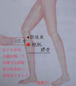 （圖）地機穴