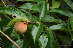 西藏核果茶