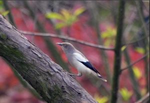 灰背椋鳥