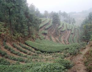 萬氏留香茗茶