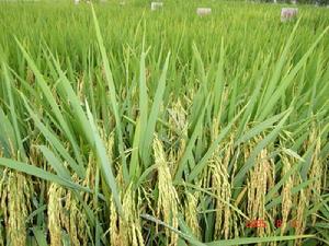 優質稻種植