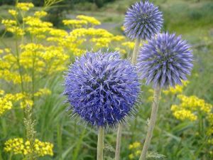 Echinops sphaerocephalus