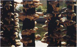 香菇段木栽培