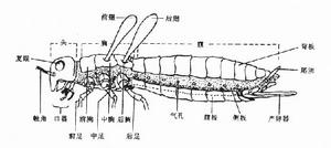 中胸