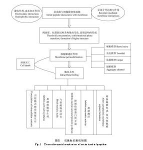 肽的抗菌作用機理