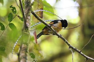 極樂鳥形態