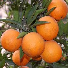 橙子[水果類]