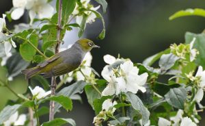 灰胸繡眼鳥