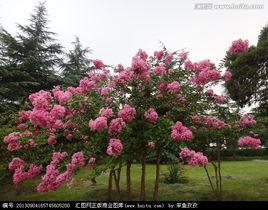 紫薇花[千屈菜科紫薇屬植物]