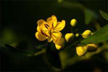 黃玉蘭花