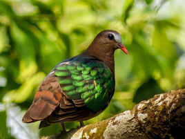 綠背金鳩指名亞種