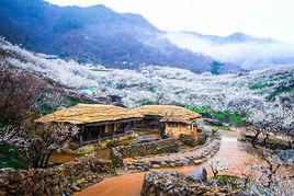 梅花村[四川成都郫縣友愛鎮梅花村]