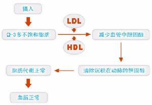 Ω-3多不飽和脂肪酸降血脂圖解