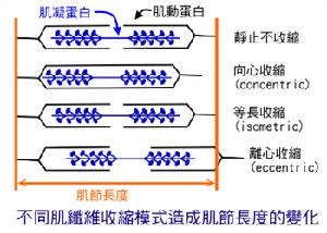 肌肉收縮蛋白質