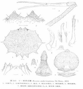 十一刺栗殼蟹
