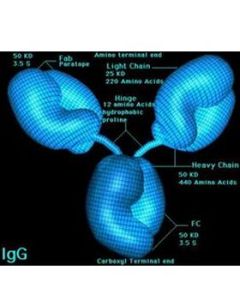 分子免疫學