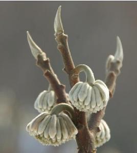 結香花[桃金孃目瑞香科植物]