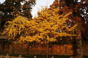 天平山國家森林公園