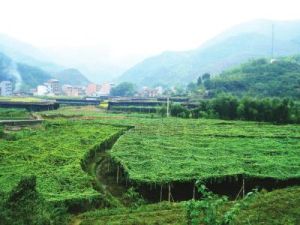 聯合村[江蘇省揚州市邗江區方巷鎮下轄村]