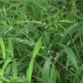 馬草[禾本科植物]