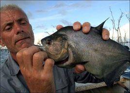 黑食人魚