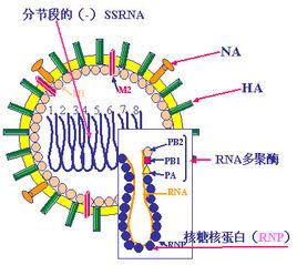 病毒[生物學概念]