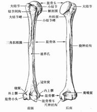 肱骨