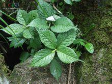 金粟蘭屬植物