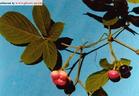 蘇門答臘莓