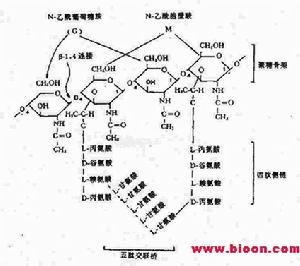 肽橋