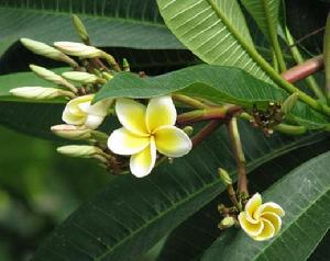 （圖）雞蛋花