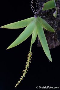 勐臘鳶尾蘭