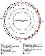 雙歧桿菌B. animalis V9圖譜