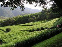 雁南飛茶田度假村