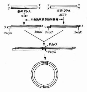 同聚物加尾法