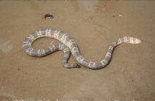 棘眥海蛇（Acalyptophis peronii）